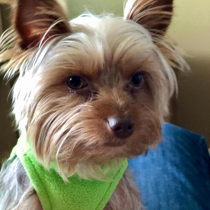 Gooby Stretch Fleece Vest Dog Sweater - Grass Green, Small - Warm Pullover Super Stretchy Fleece Dog Jacket for Small to Large Dogs