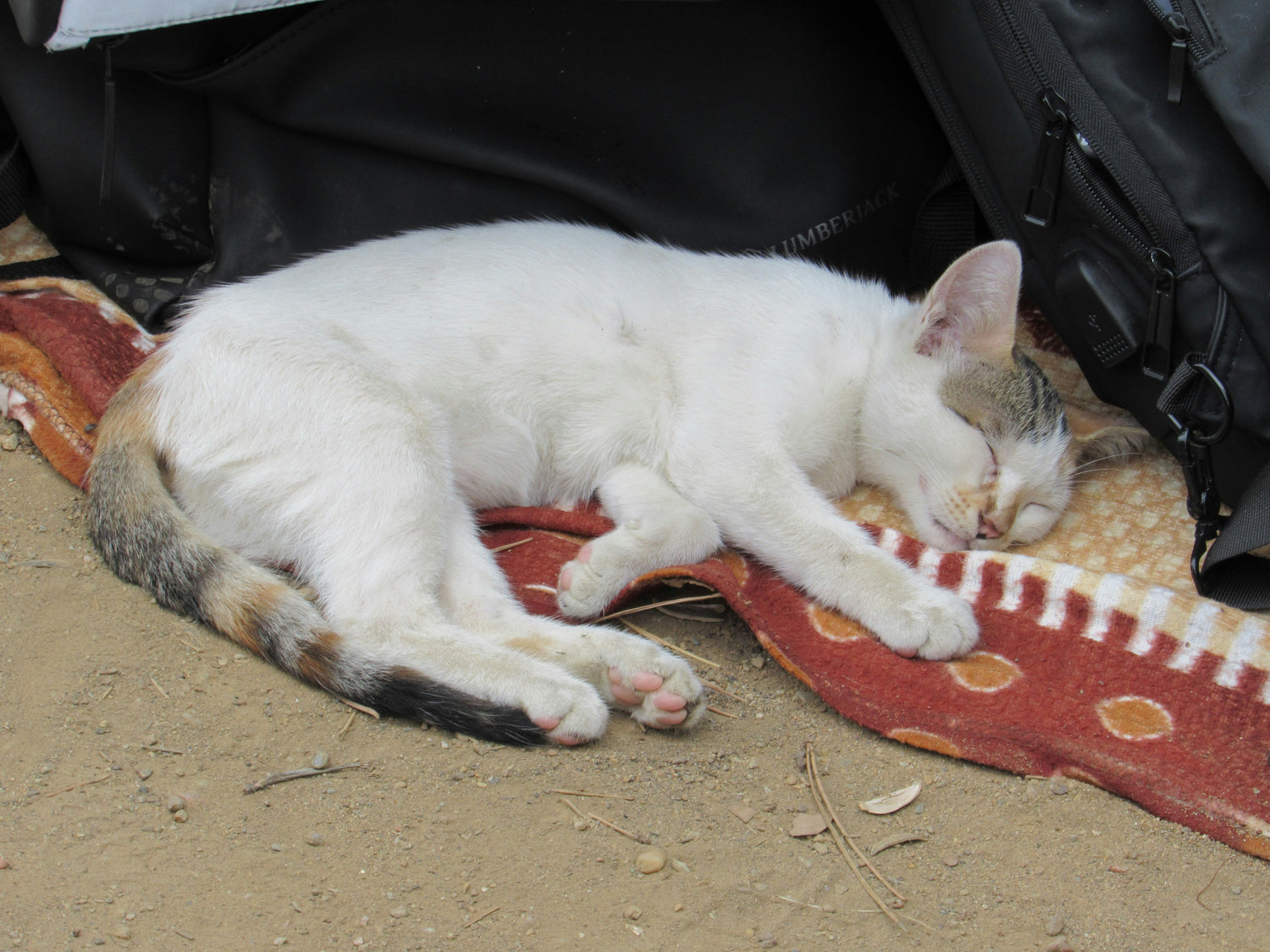 🌿 Calming Products & Blankets