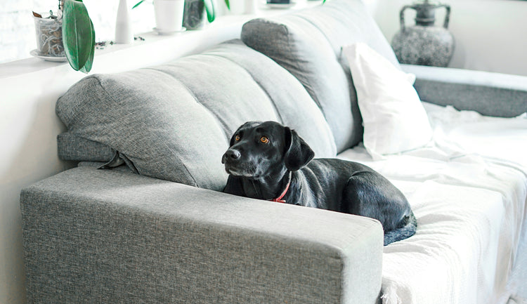 🛋️ Pet Seat Covers