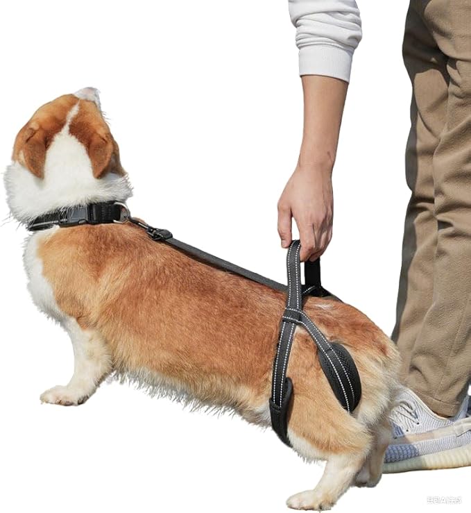New Upgraded Dog Hind Leg Support Harness, Rear Leg Support Harness - Mobility Aid for Disabled & Paralyzed Pets, Rehabilitation Sling for Hind Leg Assistance Comfortable and Durable Design (Large)