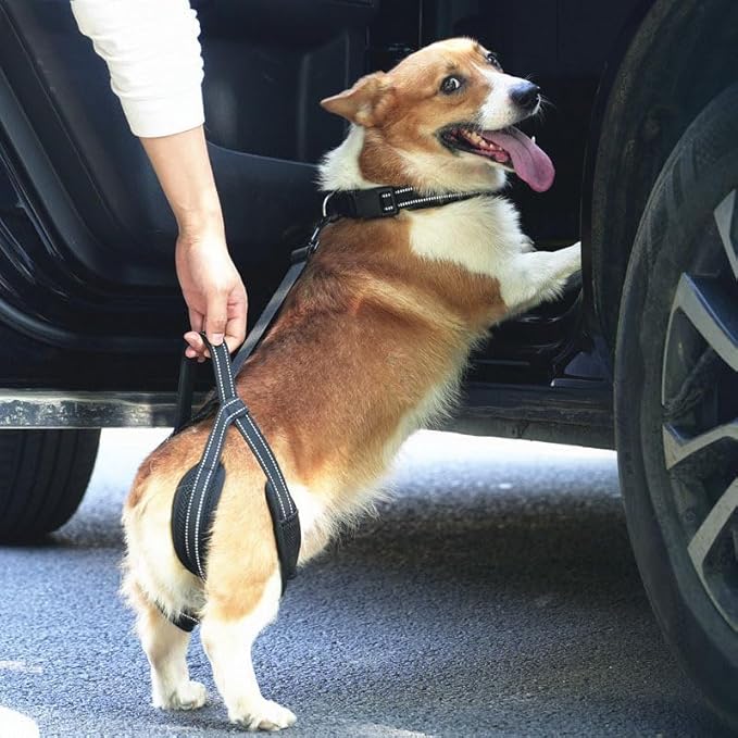 New Upgraded Dog Hind Leg Support Harness, Rear Leg Support Harness - Mobility Aid for Disabled & Paralyzed Pets, Rehabilitation Sling for Hind Leg Assistance (Medium)