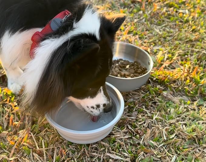 40 Oz Travel Dog Bowls with Lid, Collapsible Water Bowl BPA-Free, Stainless Steel Pet Food Bowl - 2in1 Portable Dog Bowls - Puppy Trip Camping Travel Essentials