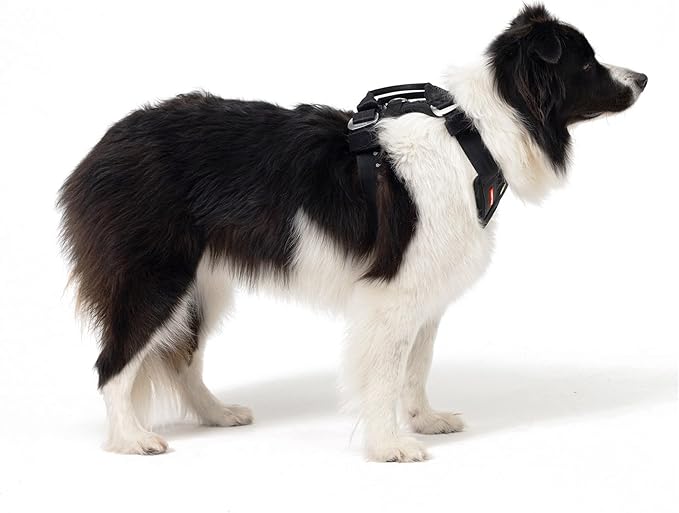 EzyDog Drive Dog Car Harness – Crash Tested and Certified (US-FMVSS 213) Dog Seat Belt Harness for Safe Travel, Adjustable with Padded Comfort (Large)