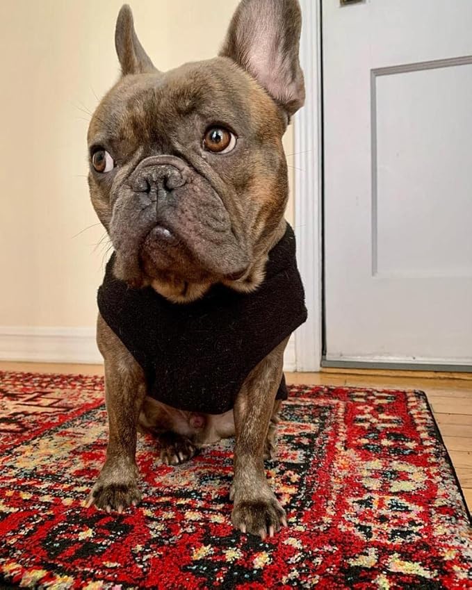 Gooby - Stretch Fleece Vest, Pullover Fleece Vest Jacket Sweater for Dogs, Black, Small