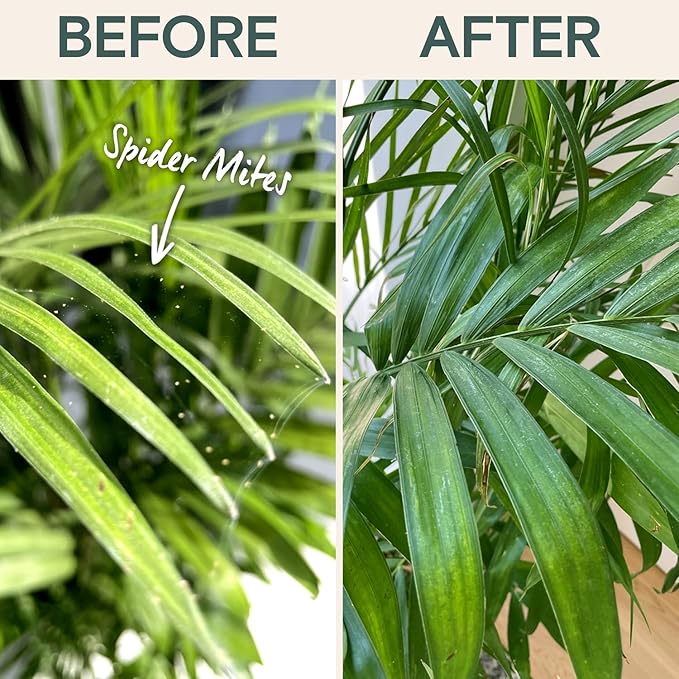 Organic Insecticide Liquid Concentrate – Plant Spray for Indoor & Outdoor Use – Controls Fungus Gnats, Aphids, Whiteflies, Mealybugs & Spider Mites – Houseplant & Garden Insect Killer, Fast-Acting