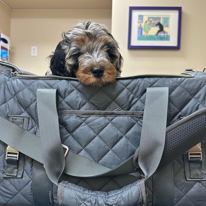 rocket & rex Dog Carrier Airline Approved. Soft-Sided Cat Carrier, Pet Carrier. Everyday Use, Car, Plane Travel. Collapsible, Rigid Frame for Easy Storage.